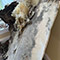 Multi-Area Mold Remediation in Washington, DC