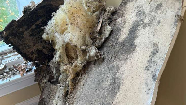 Multi-Area Mold Remediation in Washington, DC