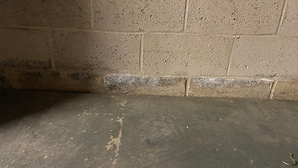Mold Treatment in New Jersey