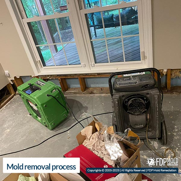 Mold remediation services Mold remediation services